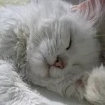 Hogy hívhatja a macska Hogy hívhatja a macska