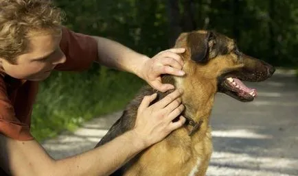 Hogyan kell kezelni a kutyát kullancsok ellen