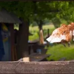 Hogyan clip szárnyak