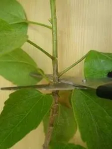 Hogyan terjednek Hibiscus