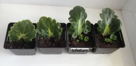 Hogyan szaporodnak Violet