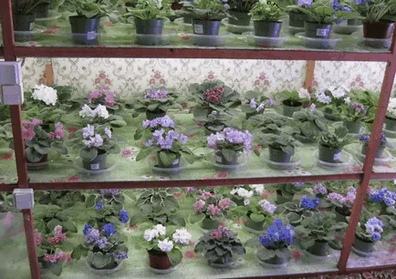 Hogyan szaporodnak Violet