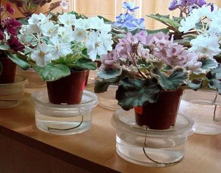 Hogyan szaporodnak Violet