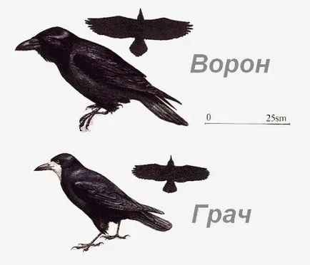 Úgy néz ki, mint egy varjú Úgy néz ki, mint egy varjú