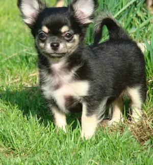 Nevek kutyák chihuahua fiúk Nevek kutyák chihuahua fiúk