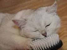 A fésű macska