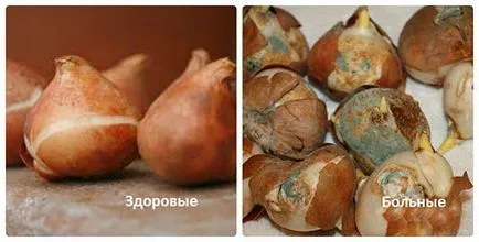 Hogyan növény virágot