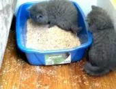 Hogyan kell tanítani a cica a tálca