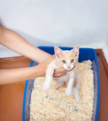 Hogyan kell tanítani a cica a tálca