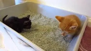 Hogyan kell tanítani a cica a tálca