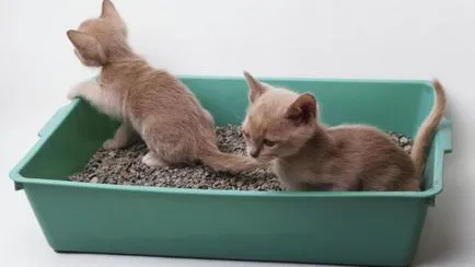 Hogyan kell tanítani a cica a tálca Hogyan kell tanítani a cica a tálca