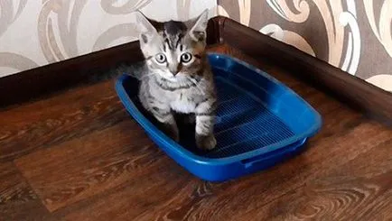Hogyan kell tanítani a cica a tálca