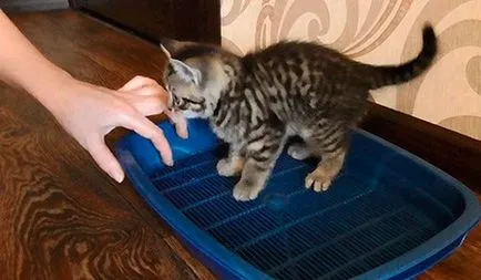 Hogyan kell tanítani a cica a tálca