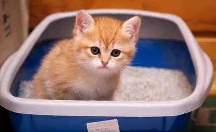 Hogyan kell tanítani a cica a tálca