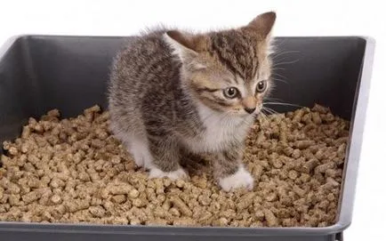 Hogyan kell tanítani a cica a tálca Hogyan kell tanítani a cica a tálca