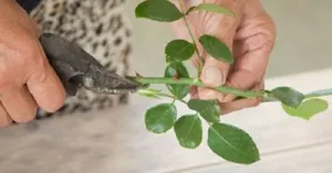 A fajták Rose A fajták Rose