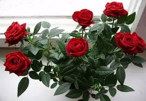 A fajták Rose A fajták Rose