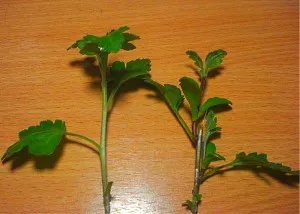 Mi vágás krizantém