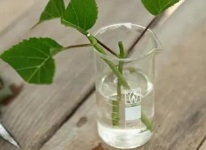 A fajták Rose A fajták Rose