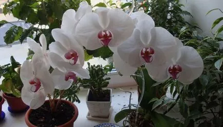 Tenyésztési orchideák otthon Tenyésztési orchideák otthon