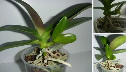 Tenyésztési orchideák otthon Tenyésztési orchideák otthon
