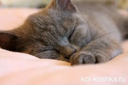 A fésű macska