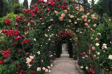 A fajták Rose A fajták Rose