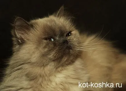 A fésű macska