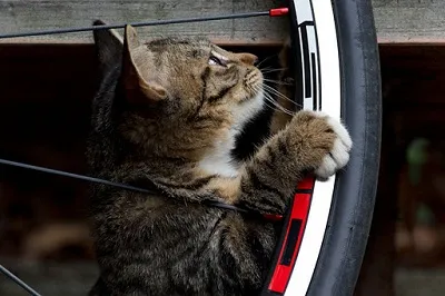 Hogyan kell összeállítani egy moped