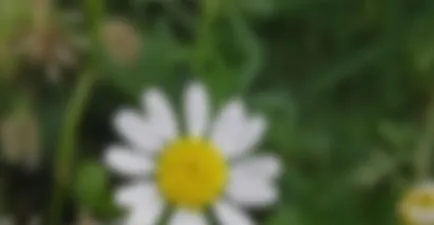 Hogyan hosszabbít szempillák Hogyan hosszabbít szempillák