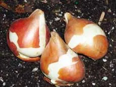 Hogyan növekszik tulipán