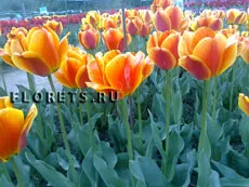 Hogyan növekszik tulipán