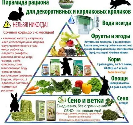 Hogyan törődik dekoratív nyúl