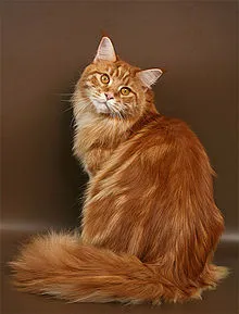 rokonok macskák