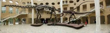 Hogyan alakult ki a dinoszauruszok