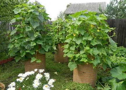 Barrel uborka