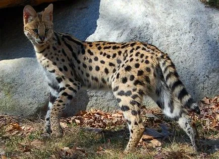 rokonok macskák