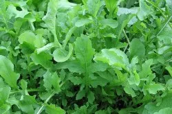 Salat nőnek Salat nőnek