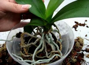 Tenyésztési orchideák otthon Tenyésztési orchideák otthon