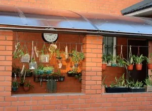 Tenyésztési orchideák otthon Tenyésztési orchideák otthon