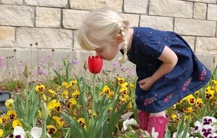 Hogyan növekszik tulipán Hogyan növekszik tulipán