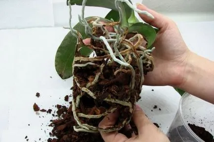 Tenyésztési orchideák otthon Tenyésztési orchideák otthon
