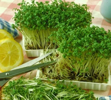Salat nőnek