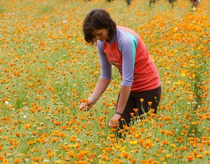 Calendula kezelésére Calendula kezelésére