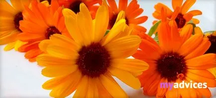 Calendula kezelésére