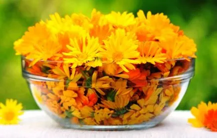 Calendula kezelésére Calendula kezelésére