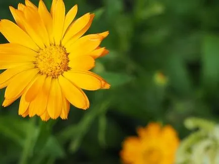 Calendula kezelésére