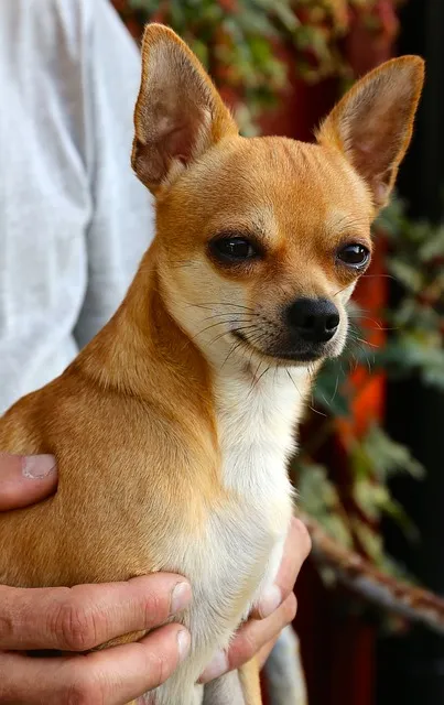 Nevek kutyák chihuahua fiúk Nevek kutyák chihuahua fiúk
