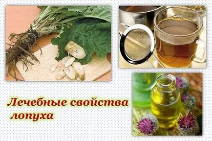 Hogyan kell szedni a bojtorján Hogyan kell szedni a bojtorján