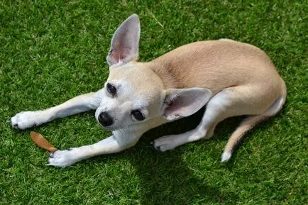 Nevek kutyák chihuahua fiúk Nevek kutyák chihuahua fiúk